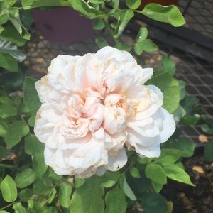 Meet your Posher, Charity